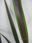 Preview: schilfartiger Flachs